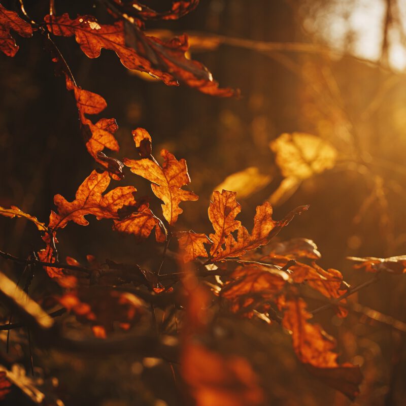 Beautiful Autumn Leaves In Evening Sun Light. Autumnal Background. Oak Tree Branches In Sunset