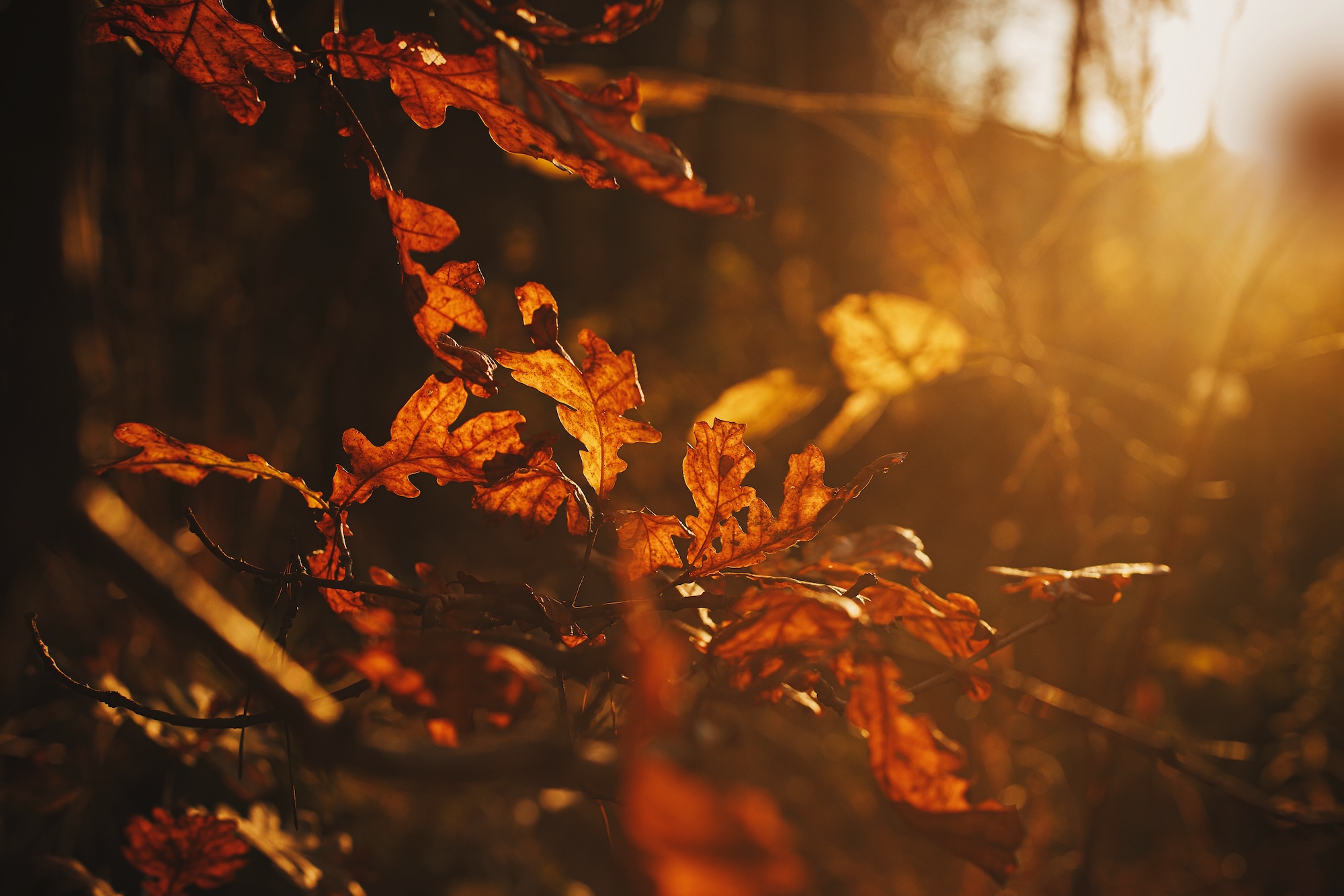 Prepare Your Roof for Fall Weather with Reset Roofing: A Complete Guide