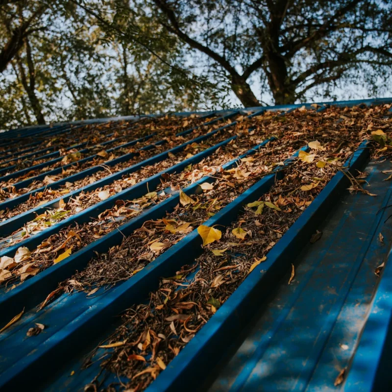 Closeup Of Autumnal Leaves On The Surface Of A Roo 2023 11 27 05 31 08 Utc