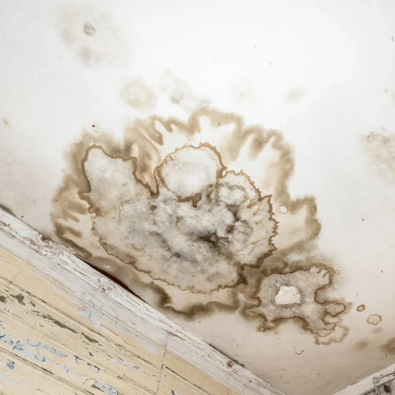 Mold Spots On The Ceiling Or Wall 2023 11 27 05 22 49 Utc